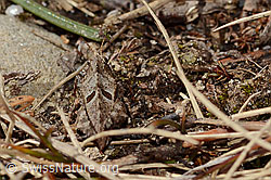 Tetrix bipunctata (27.02.2026, C360226) Tetrix bipunctata (27.02.2026, C360226)
