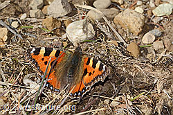 Kleiner Fuchs (Aglais urticae) (C360235) Kleiner Fuchs (Aglais urticae) (C360235)