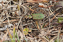 Cicindela campestris (C360252)