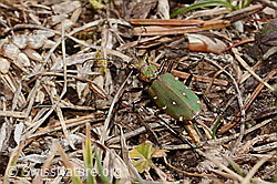 Cicindela campestris (C360260)