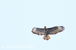 Buteo buteo (C360796) Buteo buteo (C360796)