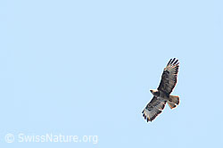 Buteo buteo (C360799) Buteo buteo (C360799)