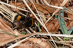 C360829: Dunkle Erdhummel (Bombus terrestris)