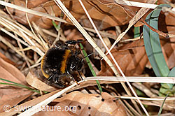 C360830: Dunkle Erdhummel (Bombus terrestris)