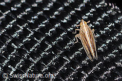 Stenocranus minutus (C360839)