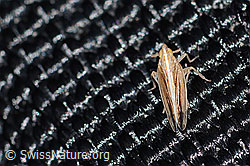 Stenocranus minutus (C360844)