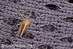 Stenocranus minutus (C360848)