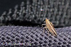 Stenocranus minutus (C360849)