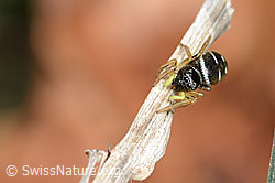 Heliophanus cupreus (C360857)