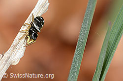 Heliophanus cupreus (C360859)