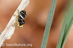 Heliophanus cupreus (C360860)