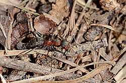 Formica rufa (C360866)