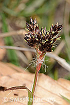 C360886: Feld-Hainsimse (Luzula campestris)