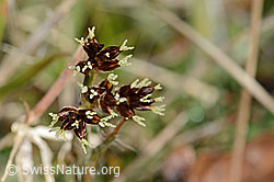 C360887: Feld-Hainsimse (Luzula campestris)