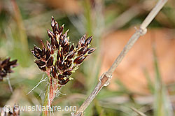 C360888: Feld-Hainsimse (Luzula campestris)