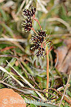 C360889: Feld-Hainsimse (Luzula campestris)