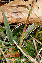 C360892: Feld-Hainsimse (Luzula campestris)