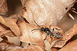 Nomada panzeri (C360900) Nomada panzeri (C360900)
