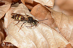 Nomada panzeri (C360906) Nomada panzeri (C360906)