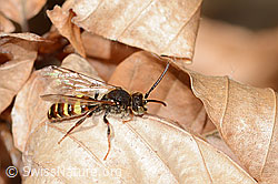 Nomada panzeri (C360907) Nomada panzeri (C360907)
