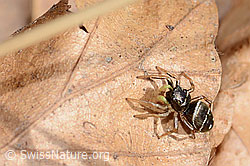 Springspinne (C360911)