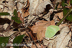 C360918: Zitronenfalter (Gonepteryx rhamni)