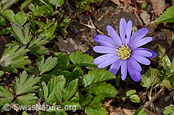 C360938: Balkan Windröschen (Anemone blanda)
