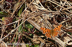 Polygonia c-album (C360942)