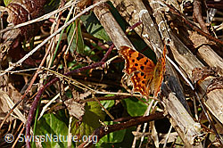 Polygonia c-album (C360943)