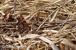 Polygonia c-album (C360947)