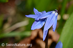 Scilla siberica (C360952)