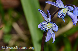 Scilla siberica (C360960)