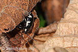 C360971: Rundflügelige Erdwanze (Tritomegas rotundipennis)