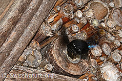 Xylocopa violacea (C360973) Xylocopa violacea (C360973)