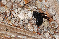 Xylocopa violacea (C360976) Xylocopa violacea (C360976)