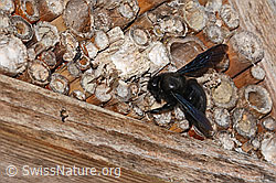 Xylocopa violacea (C360977) Xylocopa violacea (C360977)