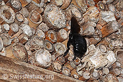 Xylocopa violacea (C360978) Xylocopa violacea (C360978)