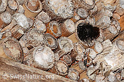 Xylocopa violacea (C360980) Xylocopa violacea (C360980)