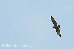 C360995: Mäusebussard (Buteo buteo)