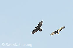 Buteo buteo (08.03.2026, C360996) Buteo buteo (08.03.2026, C360996)