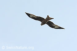 Milvus milvus (09.03.2026, C361014) Milvus milvus (09.03.2026, C361014)