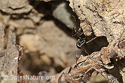 Formica fusca (C361016) Formica fusca (C361016)