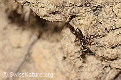 Formica fusca (C361017) Formica fusca (C361017)