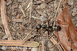Formica fusca (09.03.2026, C361021) Formica fusca (09.03.2026, C361021)