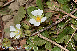 Potentilla sterilis (09.03.2026, C361029) Potentilla sterilis (09.03.2026, C361029)