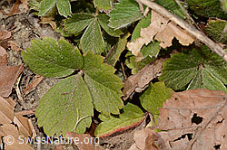 C361030: Erdbeer-Fingerkraut (Potentilla sterilis)