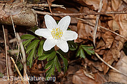 Anemone nemorosa (09.03.2026, C361033) Anemone nemorosa (09.03.2026, C361033)