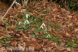 Galanthus nivalis (09.03.2026, C361037) Galanthus nivalis (09.03.2026, C361037)