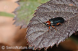 Oulema melanopus (C361077) Oulema melanopus (C361077)