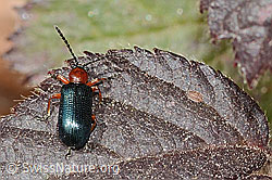 Oulema melanopus (09.03.2026, C361078) Oulema melanopus (09.03.2026, C361078)